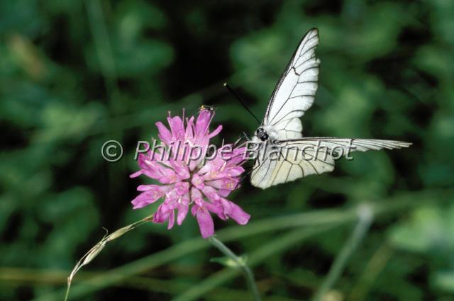 aporia crataegi.JPG - Aporia crataegiGazéLepidoptera, PieridaeFrance
